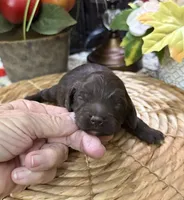 Savanna, a female Cocker Spaniel and Poodle - Toy  for sale in Grayson, LA – 2 of 2