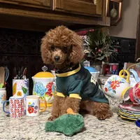 Theodore, a male Poodle - Toy  for sale in Grayson, LA – 7 of 7