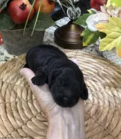 Sherman, a male Cocker Spaniel and Poodle - Toy  for sale in Grayson, LA – 2 of 2