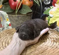 ( Scarlett ), a female Cocker Spaniel and Poodle - Toy  for sale in Grayson, LA – 1 of 1