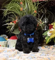 Black Jack , a male Poodle - Toy  for sale in Grayson, LA – Photo 2 of 2