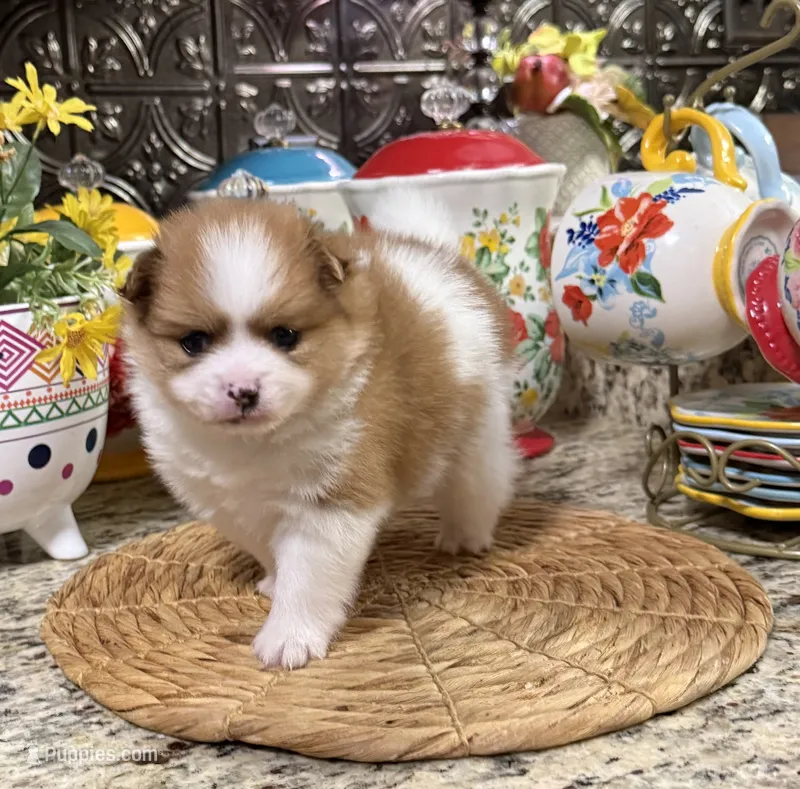 Oscar – Pomeranian puppy for sale in Grayson, LA