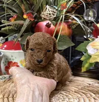 processed/f1a2a073-e610-4677-95a7-5683cae5c4f5/listing/f414955e-578d-43bd-96f7-31b002231b0b/23a483ab-cb87-4ff4-9980-0487661b2aa4