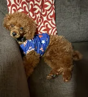 Theodore, a male Poodle - Toy  for sale in Grayson, LA – Photo 3 of 4