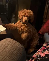 Theodore, a male Poodle - Toy  for sale in Grayson, LA – Photo 4 of 4