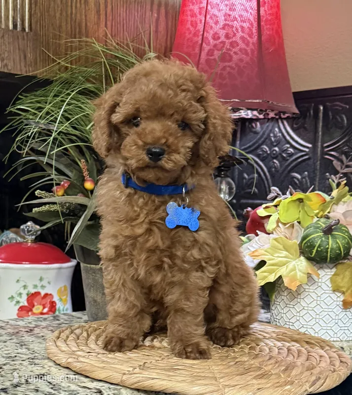 Jerry – Poodle - Toy  puppy for sale in Grayson, LA
