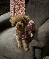 Red man, a male Poodle - Toy  for sale in Grayson, LA – Photo 3 of 3
