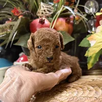 processed/f1a2a073-e610-4677-95a7-5683cae5c4f5/listing/f414955e-578d-43bd-96f7-31b002231b0b/7971ba4f-d85e-4e8b-92a8-04e49b11c885