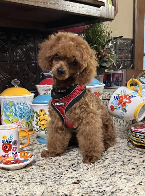 Red man – Poodle - Toy  puppy for sale in Grayson, LA