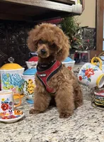 Theodore, a male Poodle - Toy  for sale in Grayson, LA – Photo 1 of 4