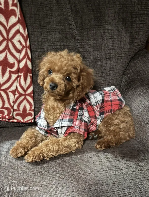 Red man – Poodle - Toy  puppy for sale in Grayson, LA