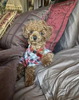 Red man, a male Poodle - Toy  for sale in Grayson, LA – Photo 2 of 3