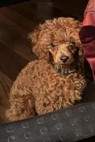 Theodore, a male Poodle - Toy  for sale in Grayson, LA – Photo 2 of 4