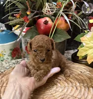 processed/f1a2a073-e610-4677-95a7-5683cae5c4f5/listing/f414955e-578d-43bd-96f7-31b002231b0b/d0ad5f5d-7207-4723-97c6-d6845f9f238f