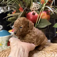 processed/f1a2a073-e610-4677-95a7-5683cae5c4f5/listing/f414955e-578d-43bd-96f7-31b002231b0b/db03abd6-2e3f-46ec-bf6f-20b49dd2cb54