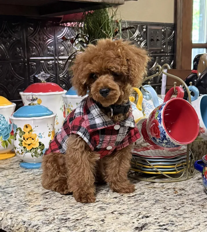 Red man – Poodle - Toy  puppy for sale in Grayson, LA