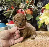 processed/f1a2a073-e610-4677-95a7-5683cae5c4f5/listing/f414955e-578d-43bd-96f7-31b002231b0b/fbe06c8b-1e37-4b21-858a-74d55998d5f5