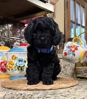 Sherman, a male Cocker Spaniel and Poodle - Toy  for sale in Grayson, LA – 2 of 4
