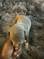 Milo, a male American Bully for sale in Baltimore, MD – 2 of 9