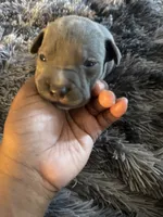 Milo, a male American Bully for sale in Baltimore, MD – 4 of 9