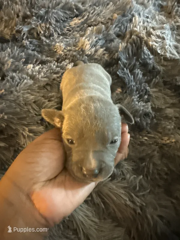 Milo – American Bully puppy for sale in Baltimore, MD