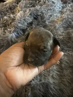 Tiney , a female American Bully for sale in Baltimore, MD – 5 of 9