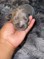 Milo, a male American Bully for sale in Baltimore, MD – 3 of 9