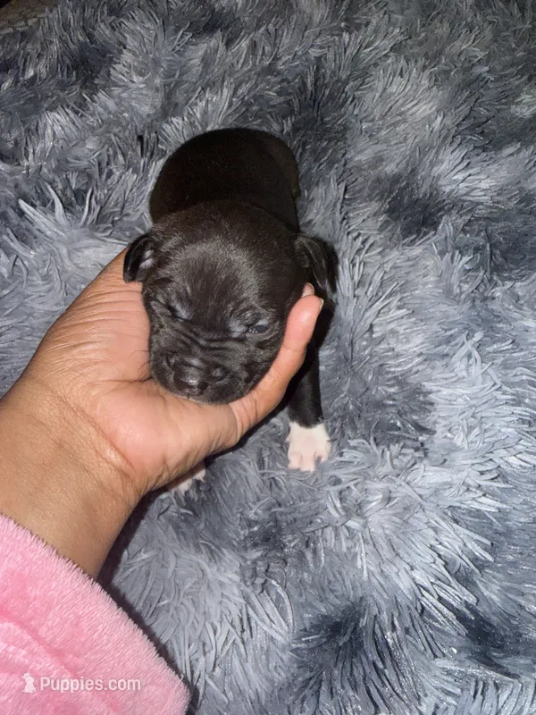 Pressure – American Bully puppy for sale in Baltimore, MD