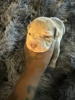 Teddy, a male American Bully for sale in Baltimore, MD – 8 of 9