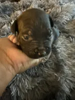 Pressure, a female American Bully for sale in Baltimore, MD – 4 of 10