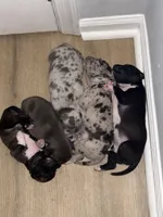 Chanel, a female American Bully for sale in Baltimore, MD – 8 of 10