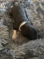 Pressure, a female American Bully for sale in Baltimore, MD – 7 of 10