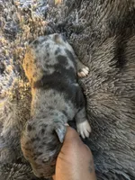 Rock , a male American Bully for sale in Baltimore, MD – 3 of 9