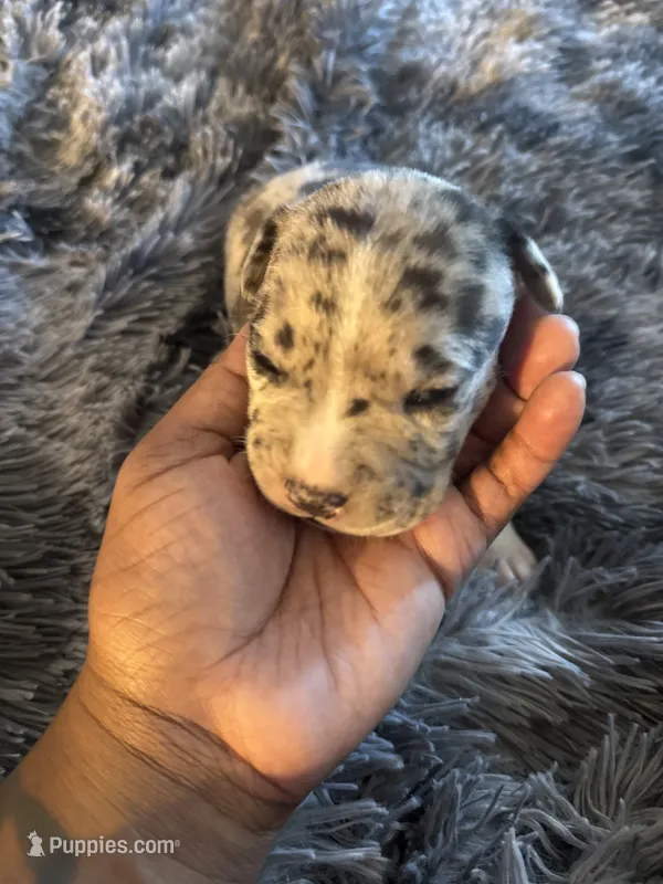 Biggie – American Bully puppy for sale in Baltimore, MD