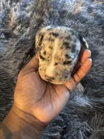 Biggie, a male American Bully for sale in Baltimore, MD – 1 of 10
