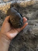 Prada, a male American Bully for sale in Baltimore, MD – 3 of 9