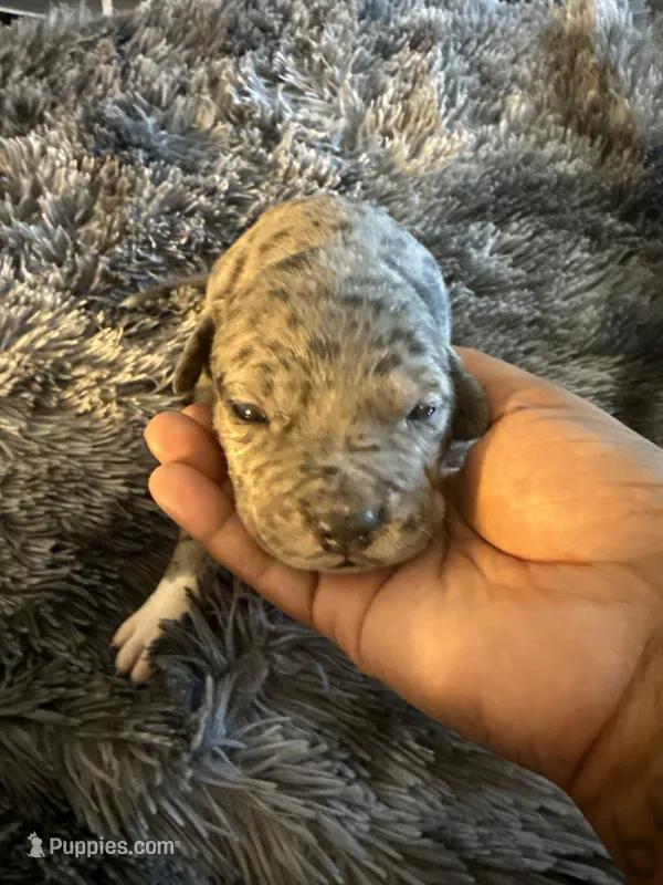 Rock  – American Bully puppy for sale in Baltimore, MD