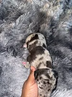 Chanel, a female American Bully for sale in Baltimore, MD – 2 of 10
