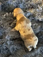 Teddy, a male American Bully for sale in Baltimore, MD – 2 of 9