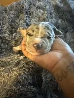 Biggie, a male American Bully for sale in Baltimore, MD – 2 of 10