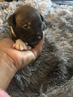 Pressure, a female American Bully for sale in Baltimore, MD – 5 of 10