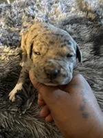 Rock , a male American Bully for sale in Baltimore, MD – 5 of 9