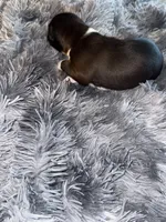 Pressure, a female American Bully for sale in Baltimore, MD – 6 of 10