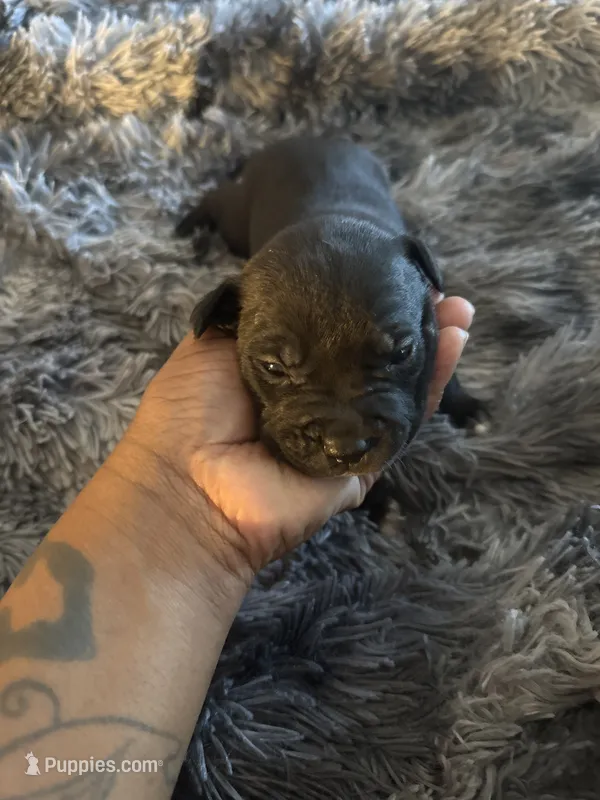 Prada – American Bully puppy for sale in Baltimore, MD
