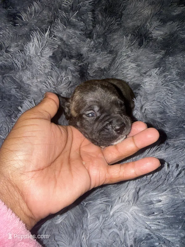 Tiney  – American Bully puppy for sale in Baltimore, MD