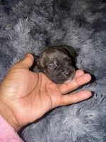 Tiney , a female American Bully for sale in Baltimore, MD – 1 of 9