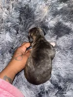 Tiney , a female American Bully for sale in Baltimore, MD – 2 of 9