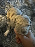 Rock , a male American Bully for sale in Baltimore, MD – 4 of 9