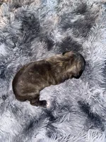 Tiney , a female American Bully for sale in Baltimore, MD – 3 of 9