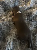 Pressure, a female American Bully for sale in Baltimore, MD – 2 of 10
